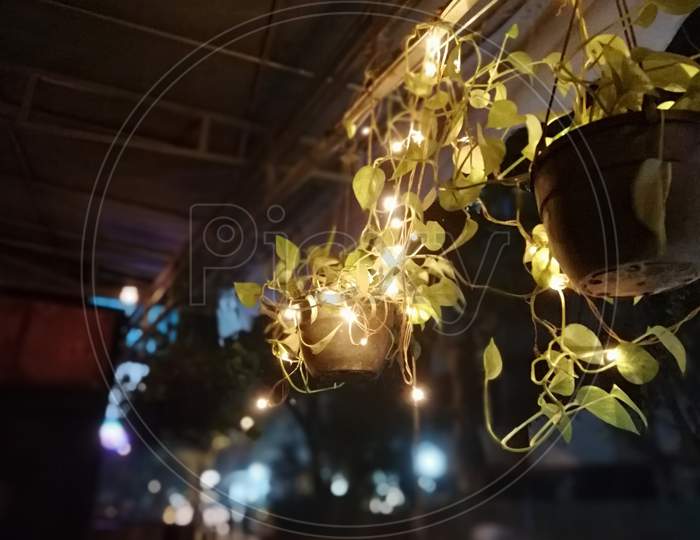 Lights on a plant
