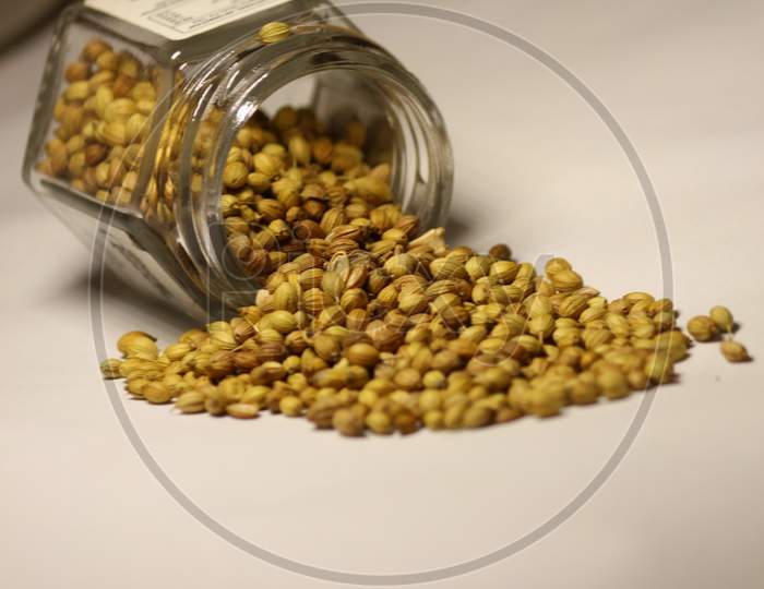 Tasty aromatic healthy Indian Coriander seeds spice coming out of a tilted glass jar