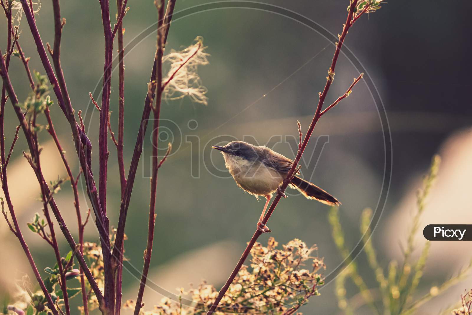 A small brown tiny bird sitting on the branches of the plant