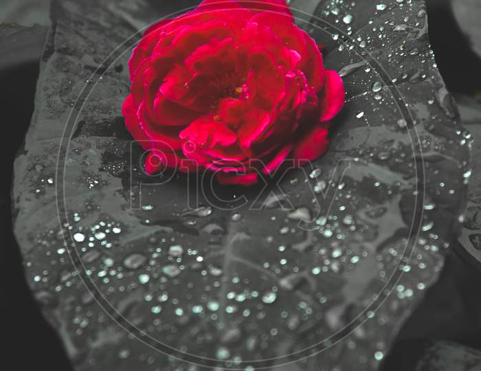 Red Rose With Black And White Background