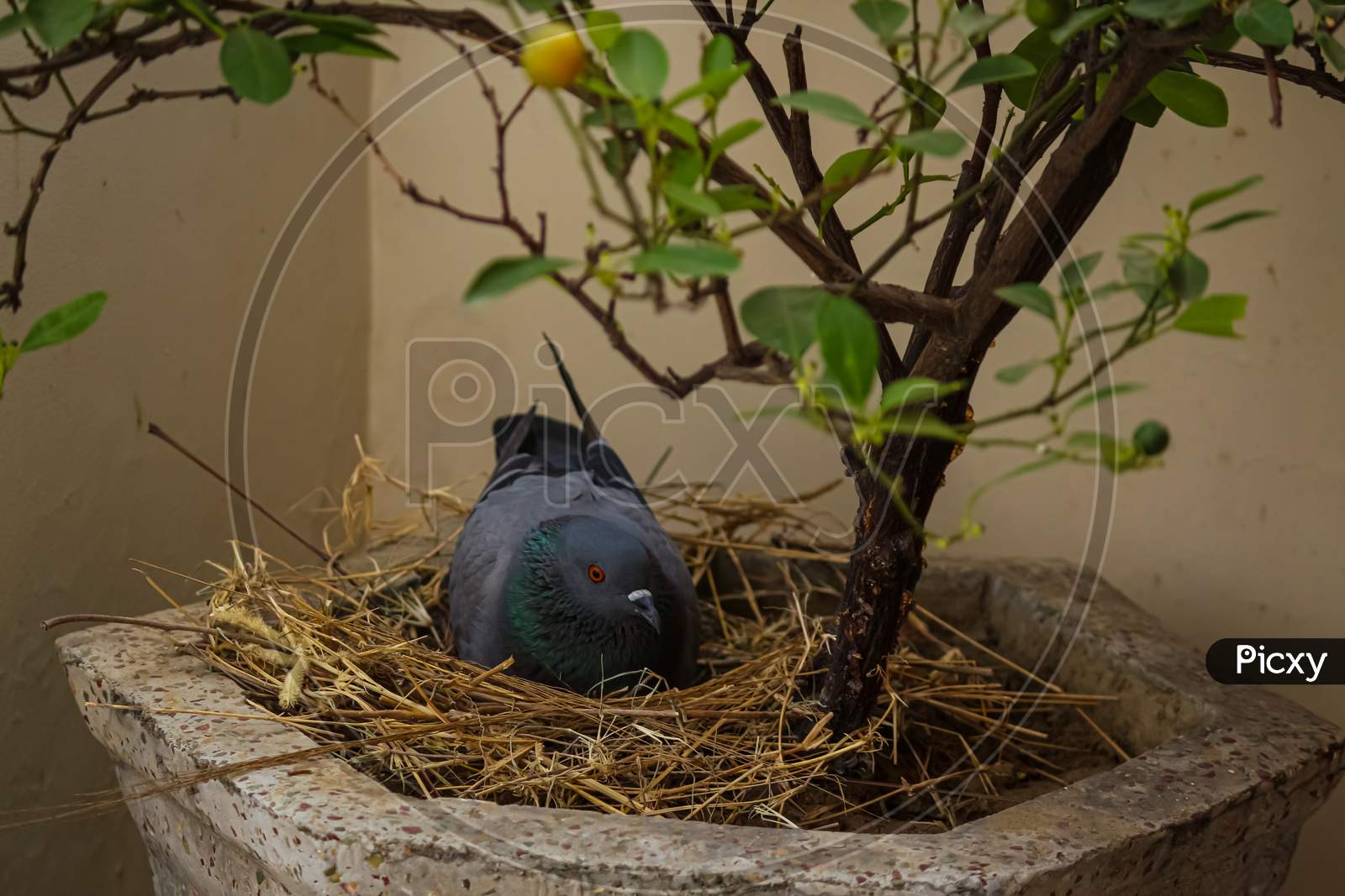 pigeon in the nest under the tree