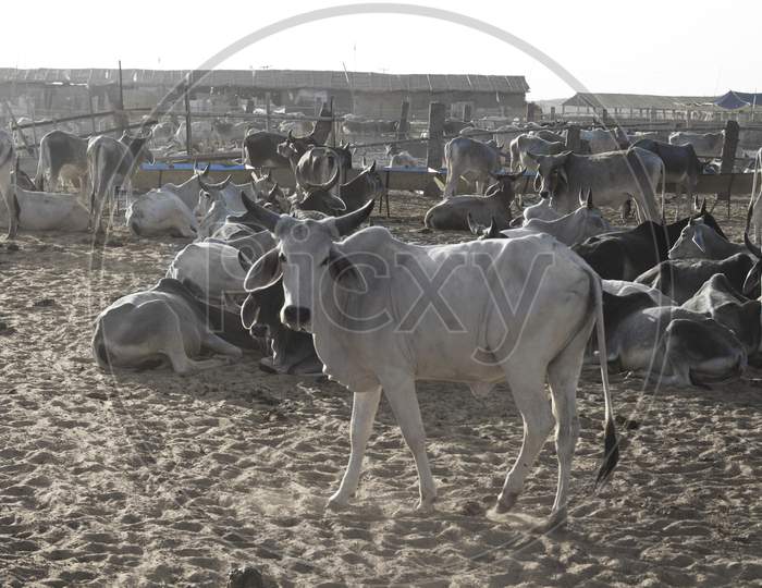 Cow Shed, Nandgav, Rajasthan India
