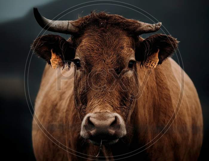 A bull