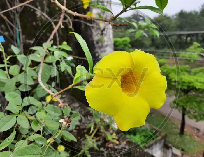 Allamanda cathartica flower