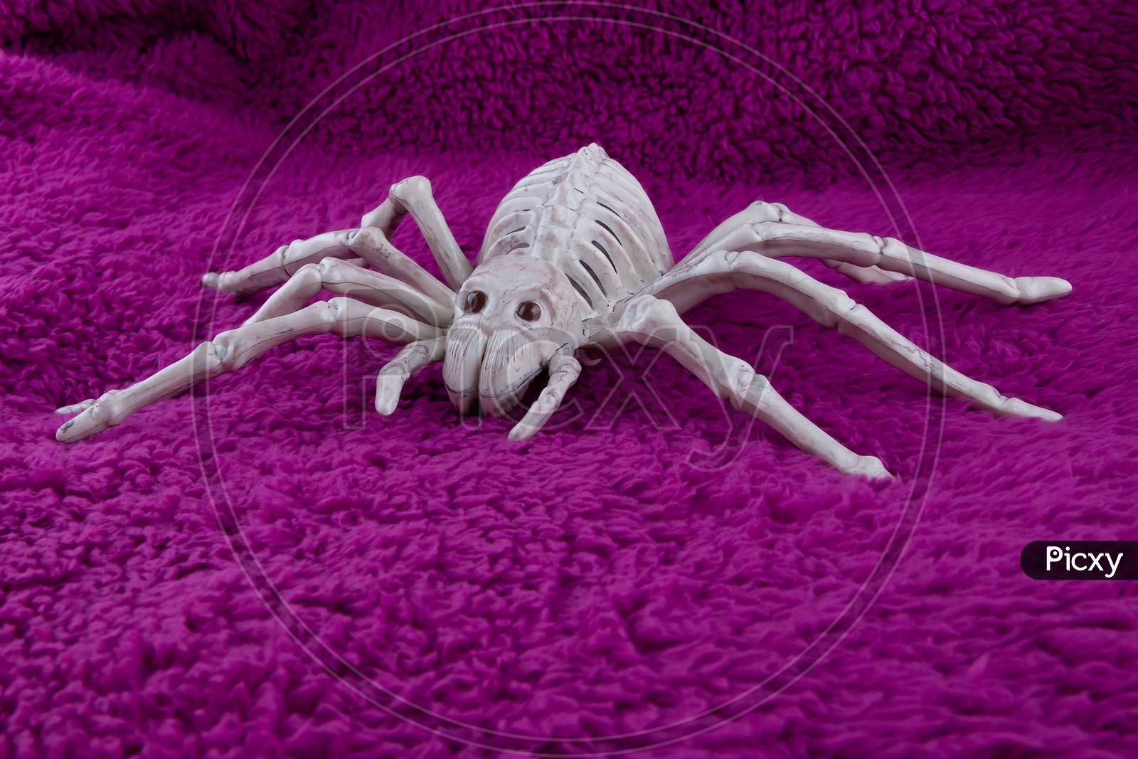 Scary Spider Skeleton  With Black Eyes On Fluffy Purple Background. Concept For Creepy Halloween