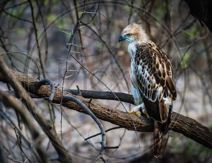 Juv Crested Hawk Eagle Perched