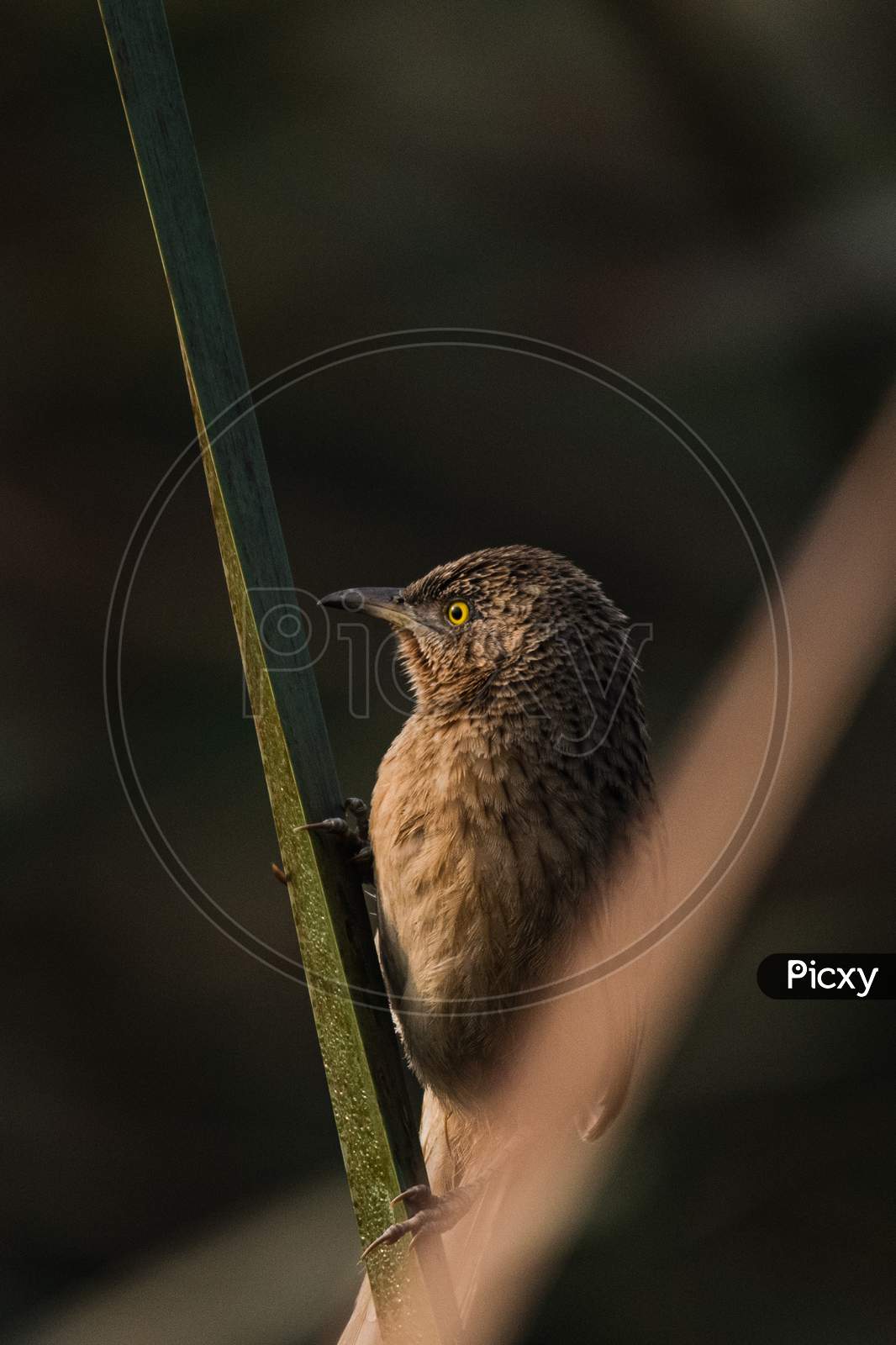 Striated Babbler Perched