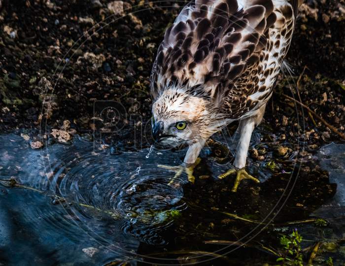 Crested Hawk Eagle Drinking