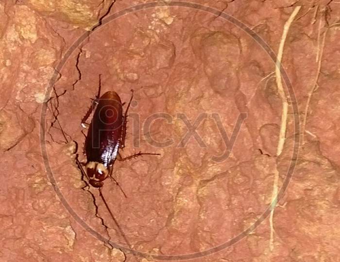 Cockroach in a cave