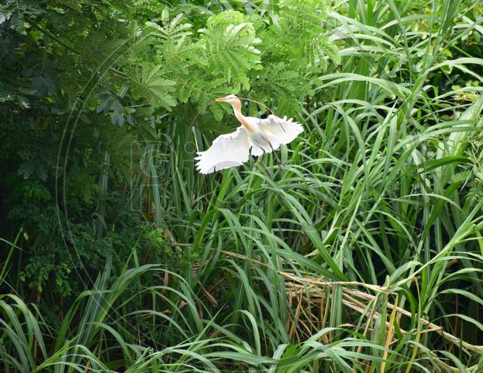 Immigrated egret bird building its nest for breeding in Ranganathittu, Shrirangapattana, Karnataka