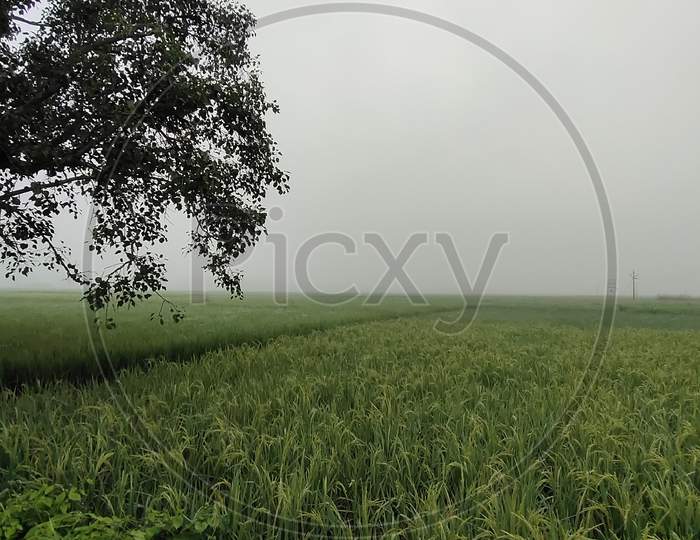 Beautiful Paddy field in the foggy early morning