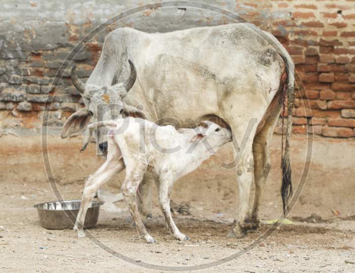 Newborn Calves With Her Mother