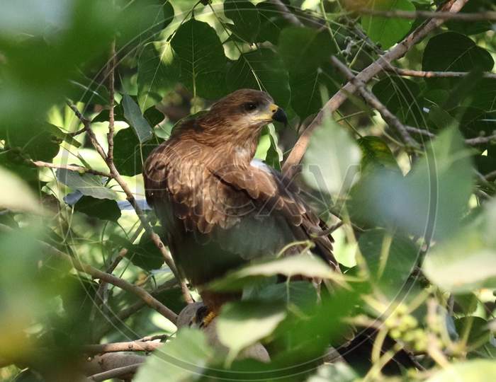 Brown Colored Black Kite Deep In The Tree