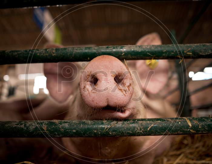 A Close-Up To The Nose Of A Pig In A Pigsty.