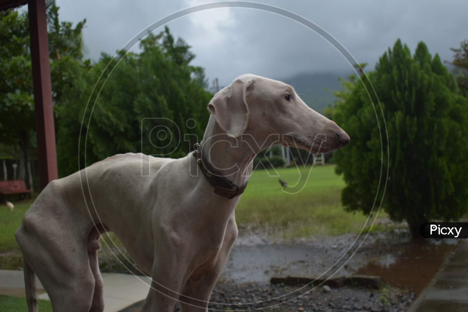 Image of Indian Mudhol hound-LD738628-Picxy
