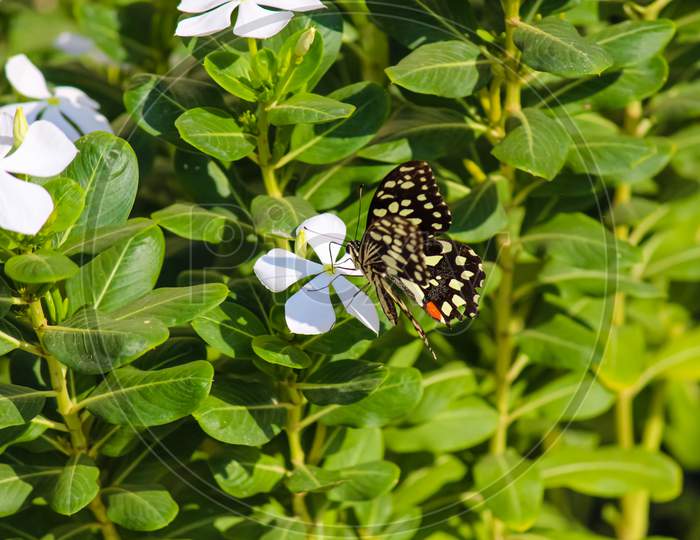 A black butterfly with white spots stinking on a white flower