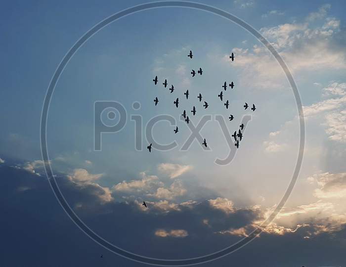 Flying birds