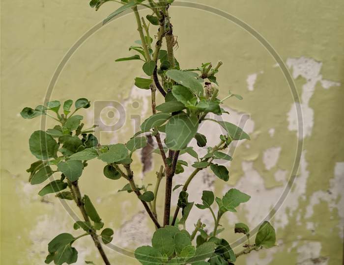 natural herb Basil plant