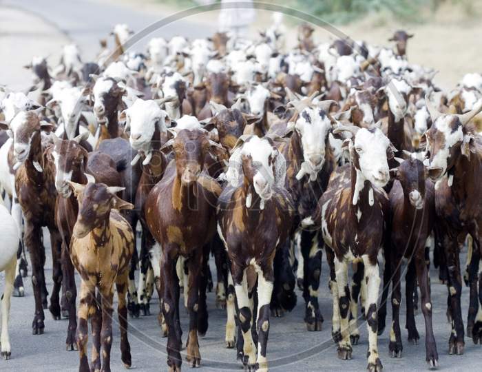 Herd Of Goats