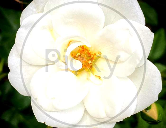 White rose family
