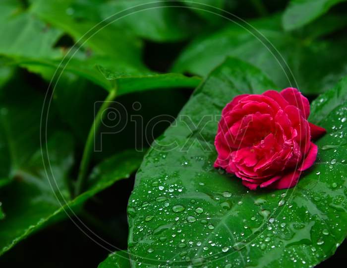 Beautiful Red Rose Nature Stock Image