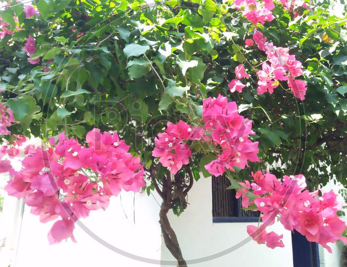 Pink colour flower .