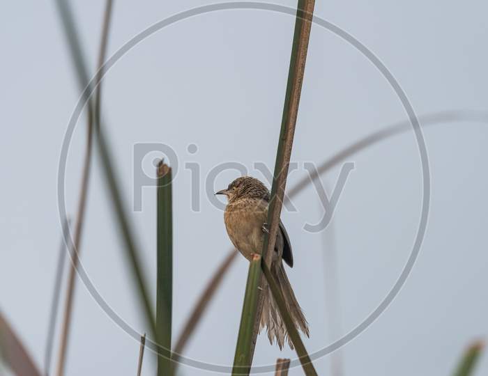 Striated Babbler Perched On Grass Blade