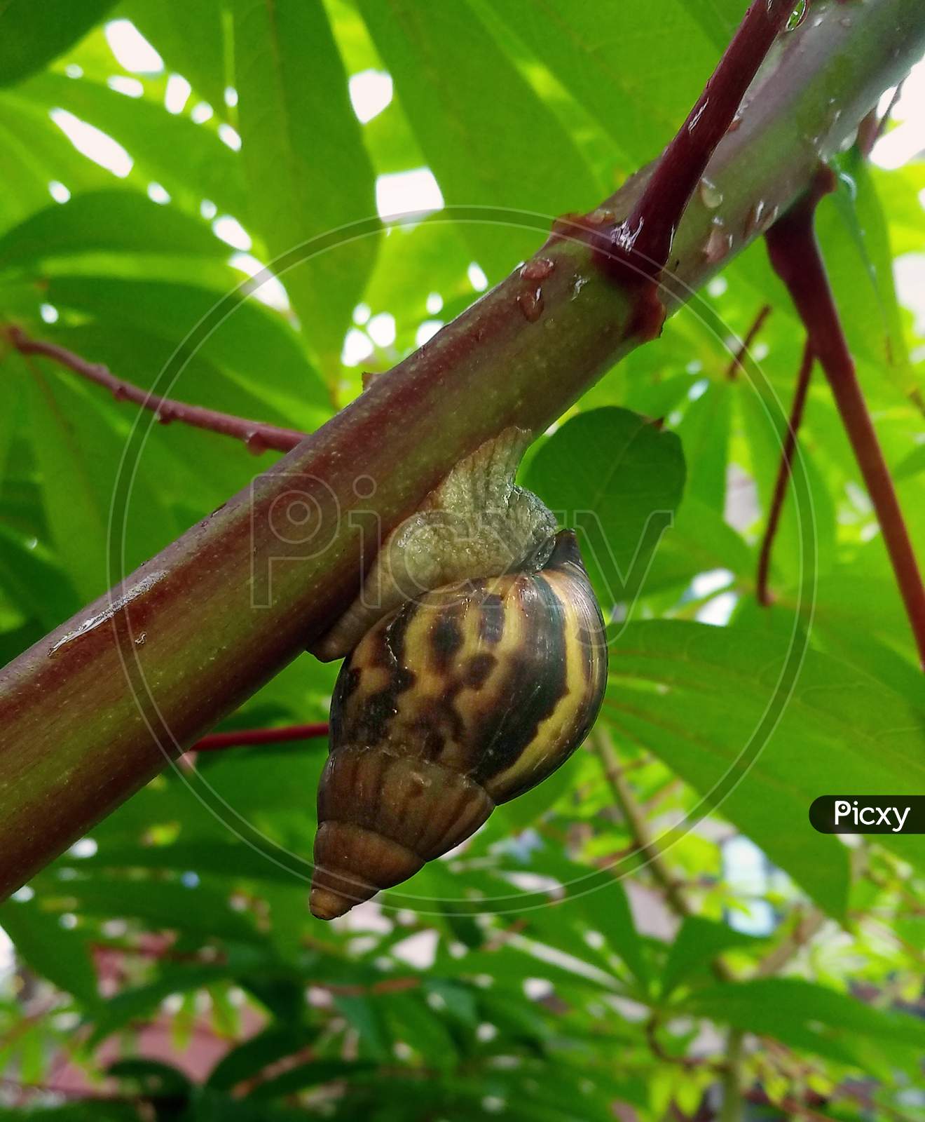 Snail on Tapioca plant