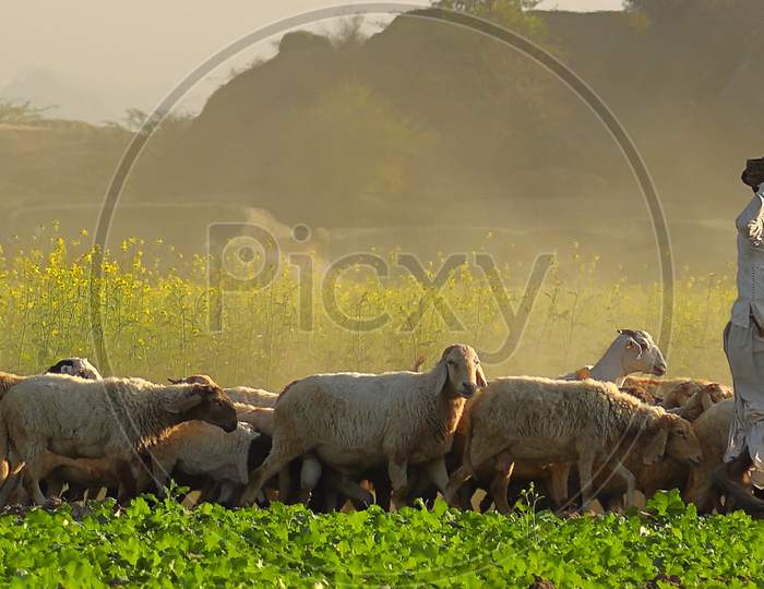image of a Shepard walking with his cattle grazing in the grasslands at Jawai in rajasthan India