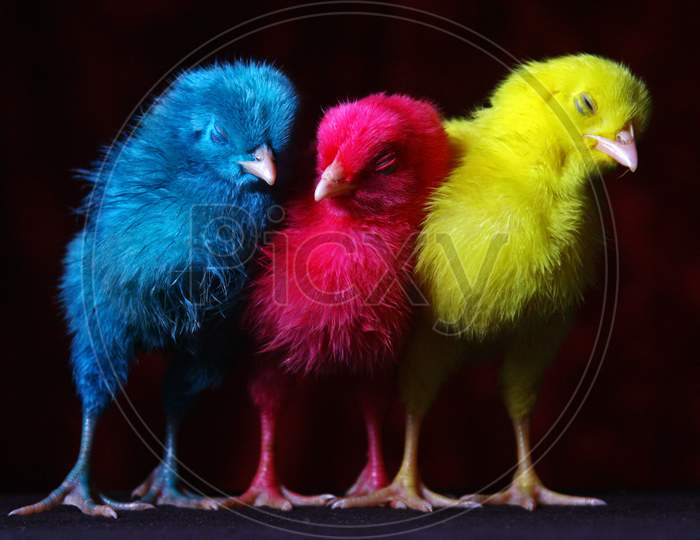 3 Colored Chicks