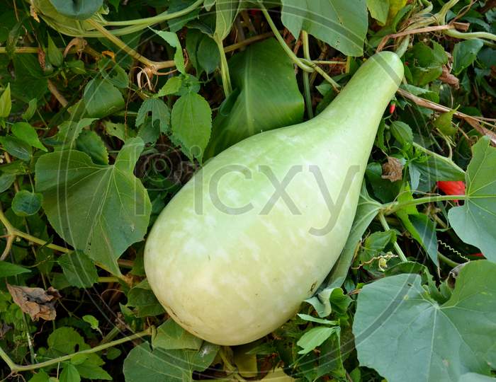 The Ripe Green Round Gourd With Vine In The Garden.