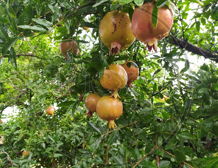 fresh pomegranate fruit on tree in the rainy season.
