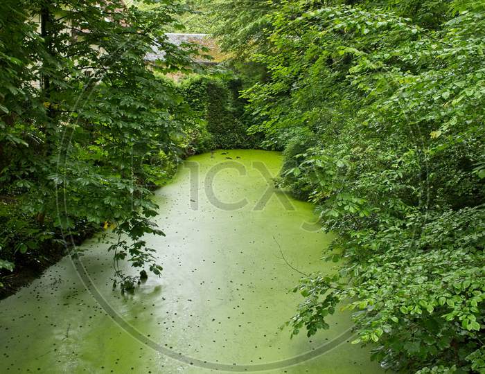 A pond inside the forest where algae have fallen