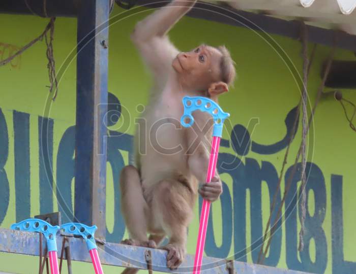 A Naughty Monkey Arranging To Steal The Goods Hanging At The Street Shop