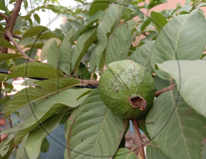 Green Colored Guava Tree