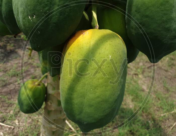 These are the papaya tree