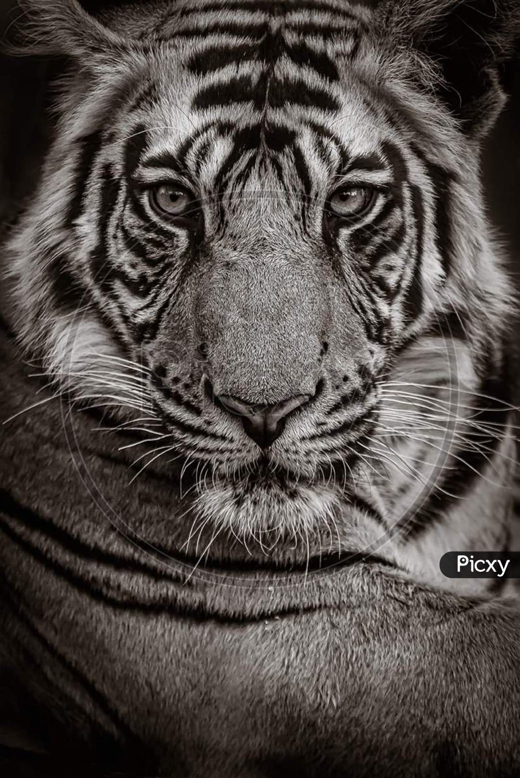 Close up face of a bengal tiger