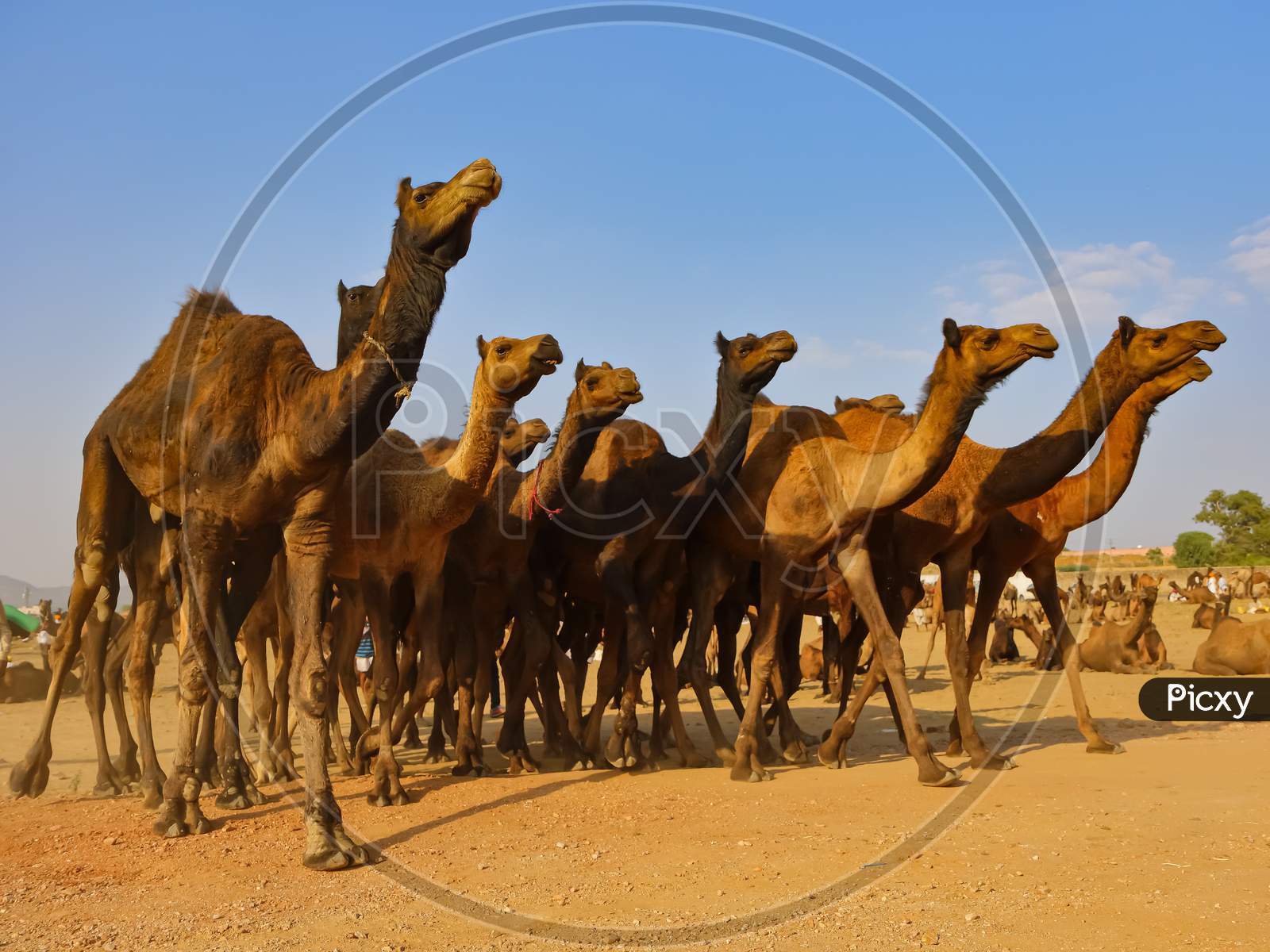 domestic camels walking at pushkar camel fare
