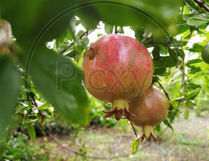 fresh pomegranate fruit on tree in the rainy season.