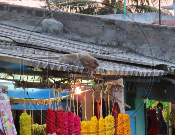 A Hungry Monkey Sat On The Roof Of A Flower Garland Shop Near The Hindu Temple At Sunrise In The Morning And Bowed Down To Compensate For The Market