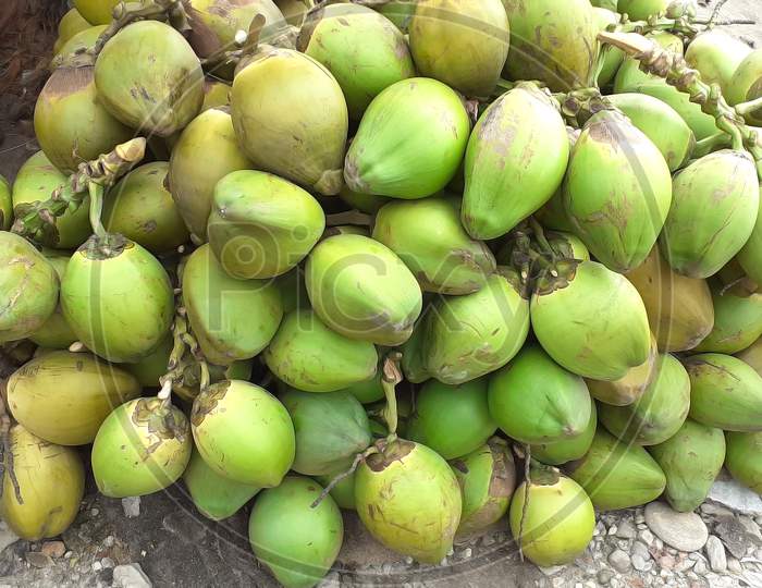 Lot of Coconut Image.