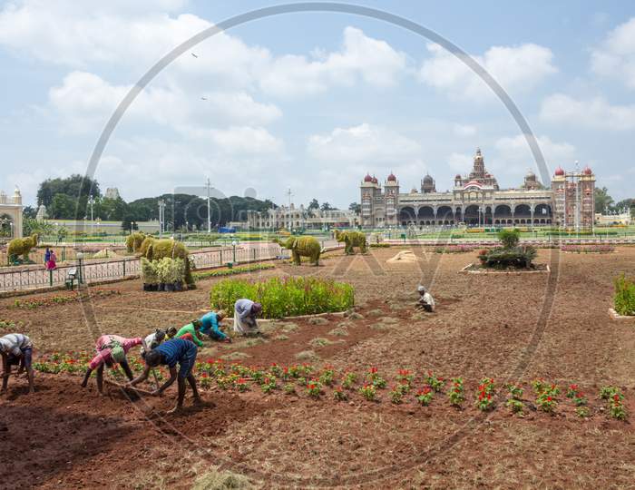 Horticulture workers are seen  planting flower plants in front of Ambavilas Palace for the Dasara festival at Mysuru in Karnataka/India.