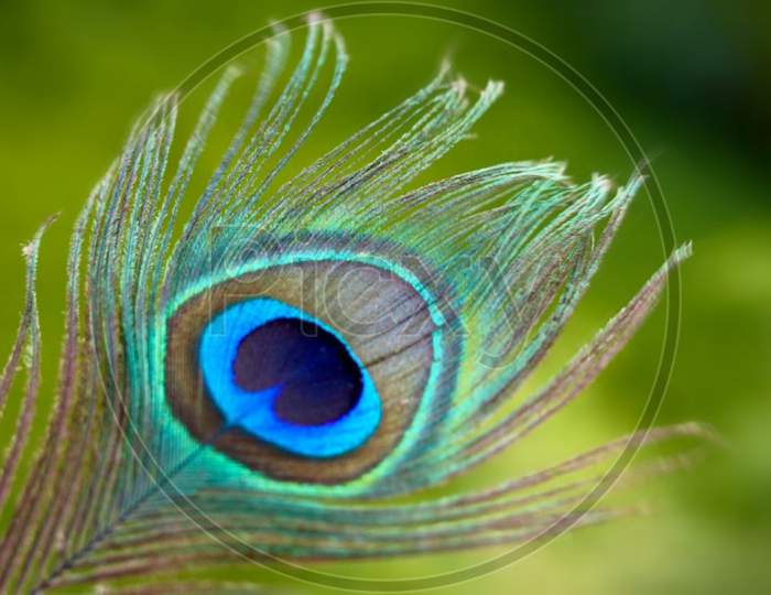 Natural click,peacock feathers