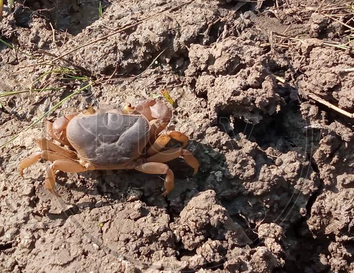 Crab in freshwater