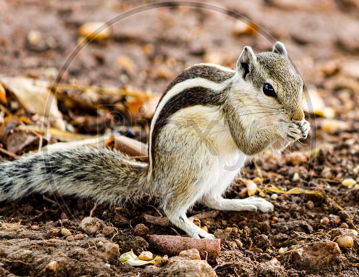Indian squirrel eating beens and nuts