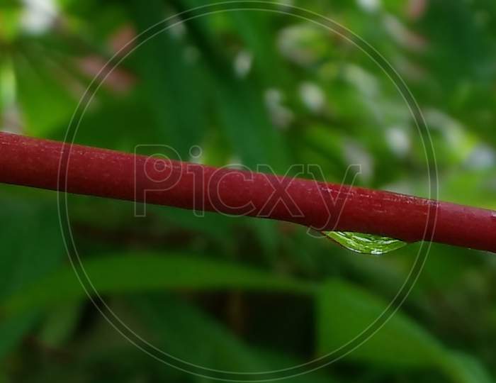 Dew drops on Tapioca plant