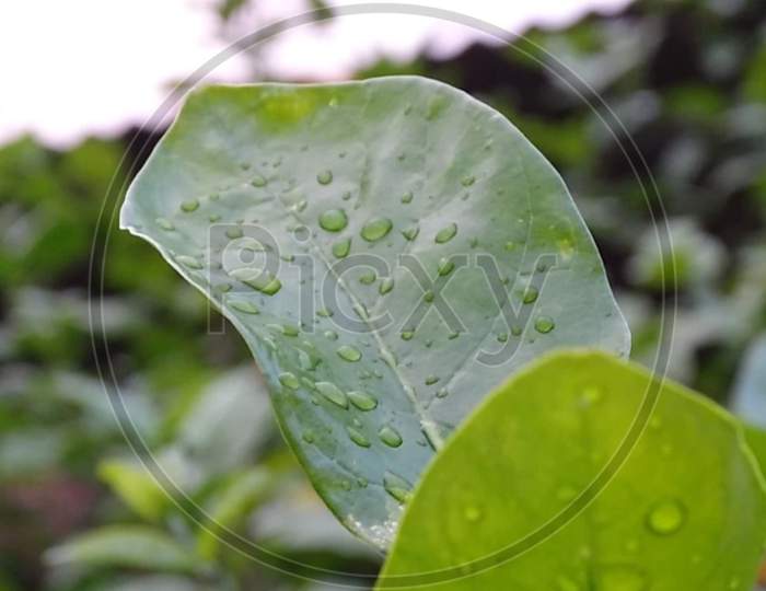 Green leaf with some drops of water