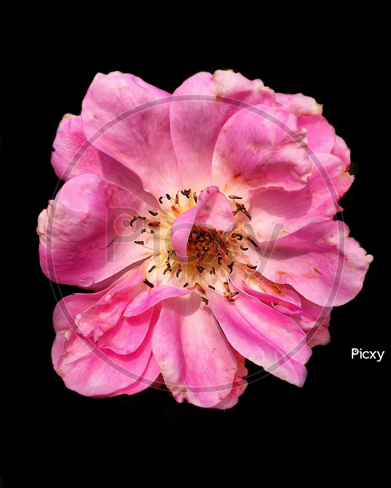 Close-up shot of a rose