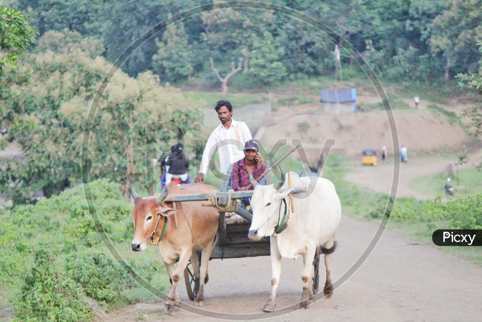 Tribals Transport Vehicle Bull Cart