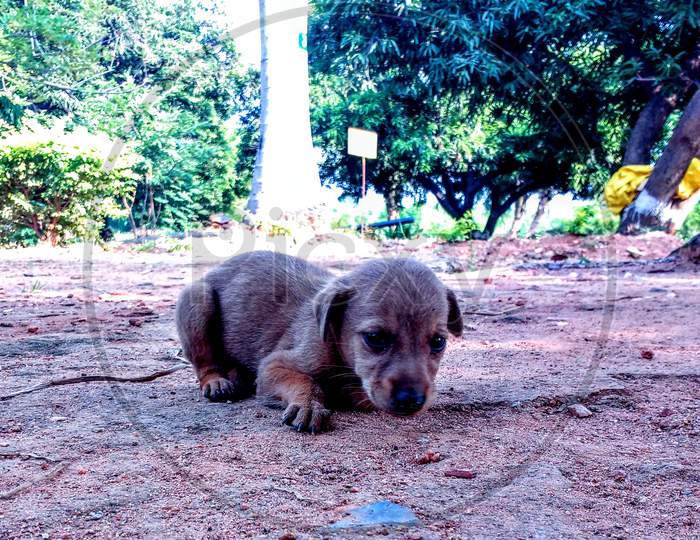 Dog puppy at GULBARGA